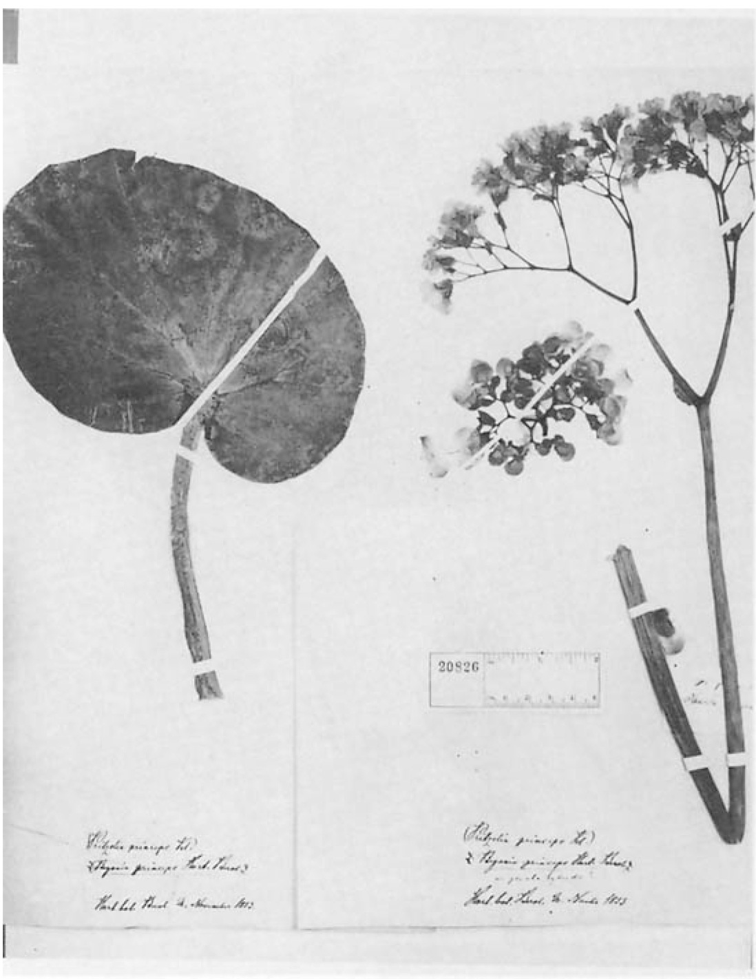 B. princeps var. princeps
